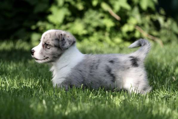 Вельш корги кардиган-мальчик в Москве фото 8