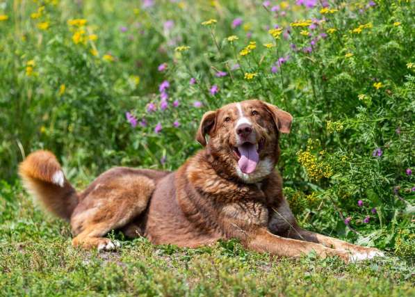 Молодой весёлый Барни в добрые руки! в Москве фото 6