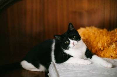 Отдам даром Удивительная кошка Боня в Санкт-Петербурге