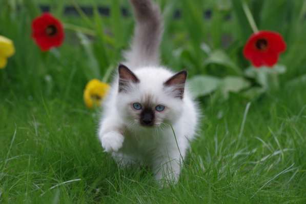Котята Священной Бирмы в Москве