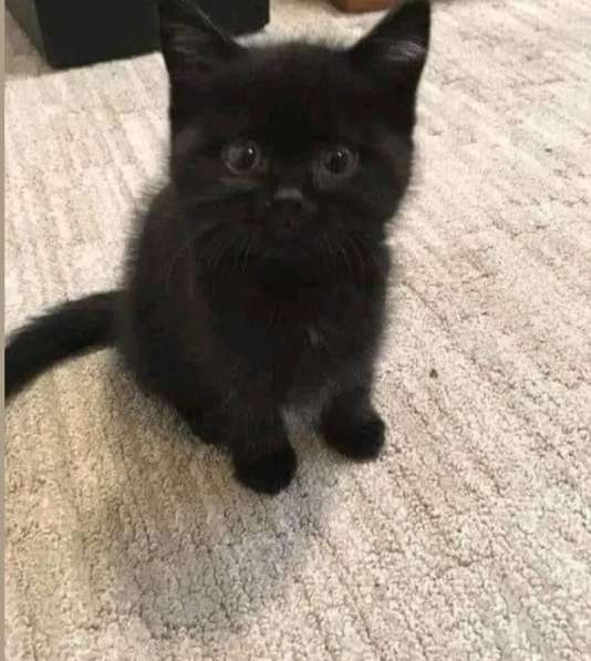 Котенок