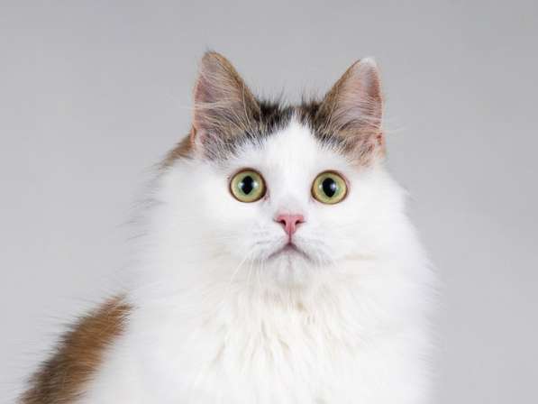 Ласковая Зая, котёнок-подросток, девочка, трёхцветка в Москве фото 8