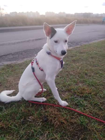 Красивая собачка ищет дом в Санкт-Петербурге фото 8