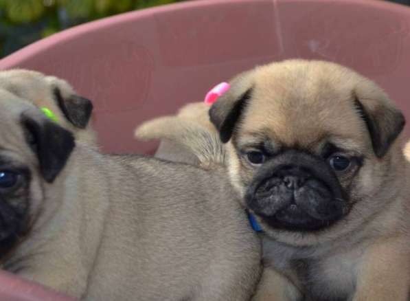 Щенки мопса чистокровные красавцы