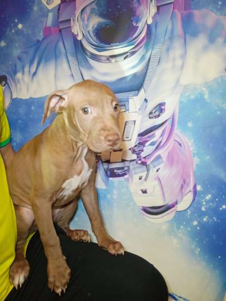 Щенки американского питбультерьера в Санкт-Петербурге фото 4