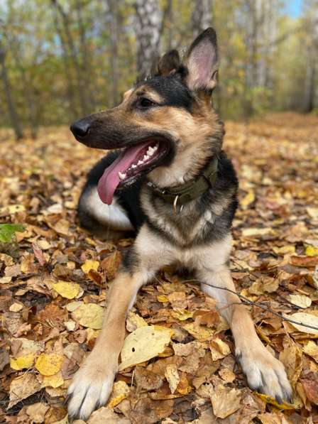 Щенок овчарки в добрые руки в Новосибирске фото 5