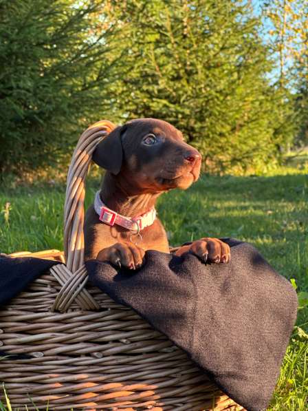 Щенки добермана в Вологде