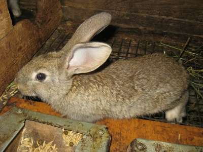кролики мясной породы в Омске
