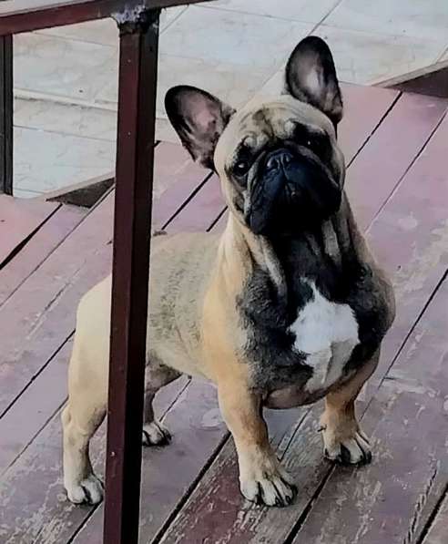 Подрощенная девочка француженка