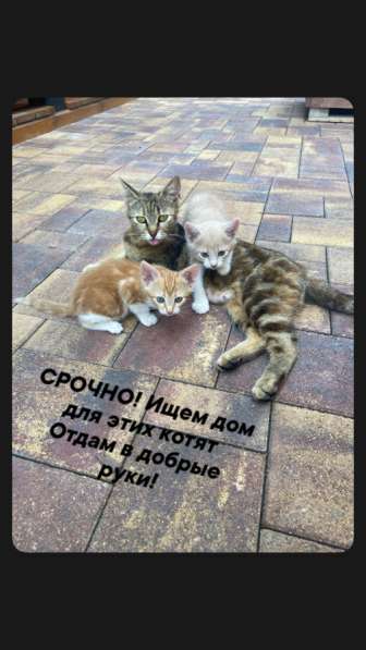 Котята в добрые руки