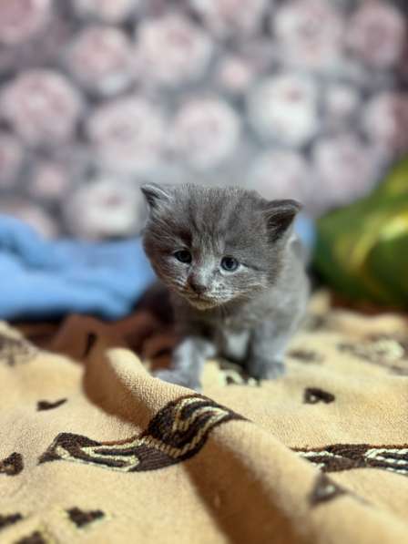 Котята в добрые руки в Новомосковске фото 4