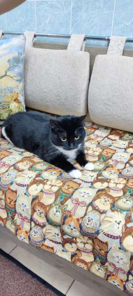 Кошечка Ромашка в добрые руки в Москве