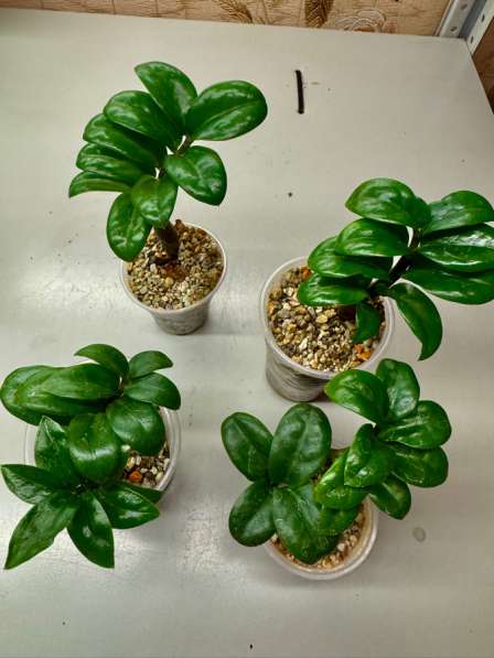 Продам замиокулькасы в Новокузнецке фото 3