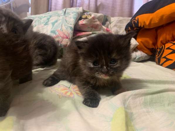 Отдам котят в хорошие руки