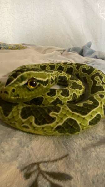 Змея мягкая в Якутске