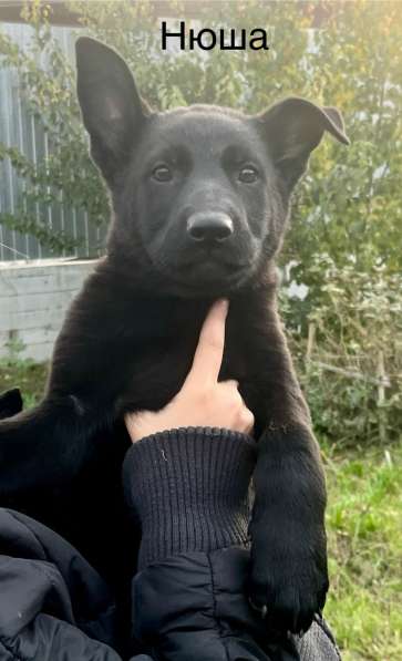 Щенки немецкой овчарки в Челябинске фото 3