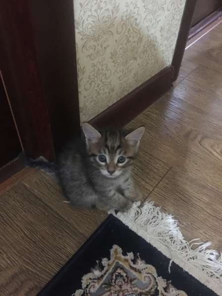 Бенгал котёнок в Махачкале фото 3