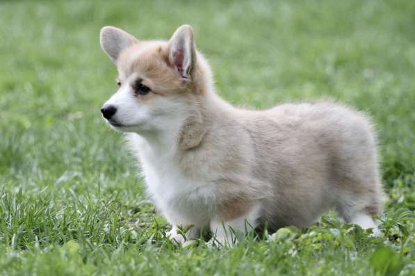Вельш корги пемброк в Москве фото 8