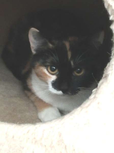 Котенок Миса в добрые руки в