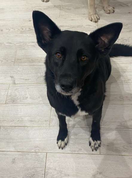 Ищем дом для спасенной доброй собаки Багиры в Москве фото 4