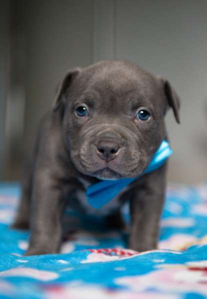 Американский Булли