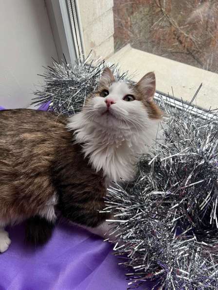 Ласковый котик Рон ищет семью! в Москве