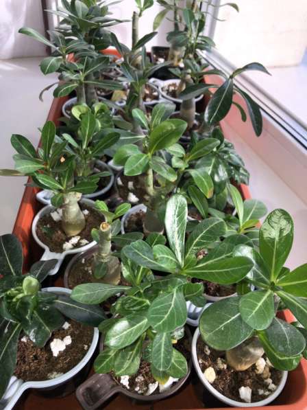 Адениум. Сахалин в Аниве фото 7