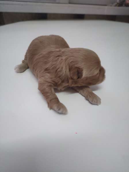 Мальтипу в фото 5