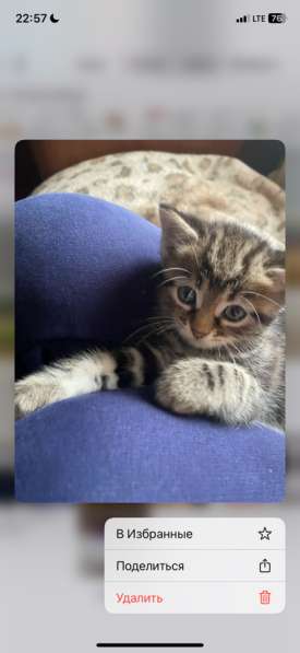 Отдам в добрые ручки в Краснодаре фото 3