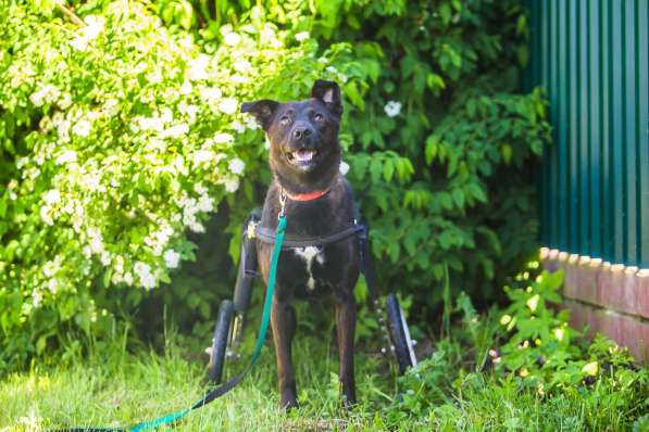 Маленькая собачка-спинальник Кения в самые добрые руки в Москве фото 12