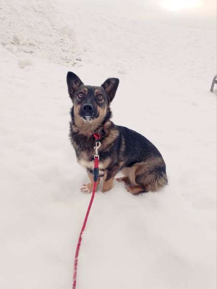 Совсем маленькая собачка, 7 кг в Санкт-Петербурге фото 3