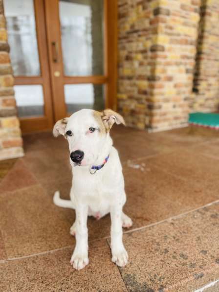 Белый щенок Серкан в добрые руки в Москве фото 12