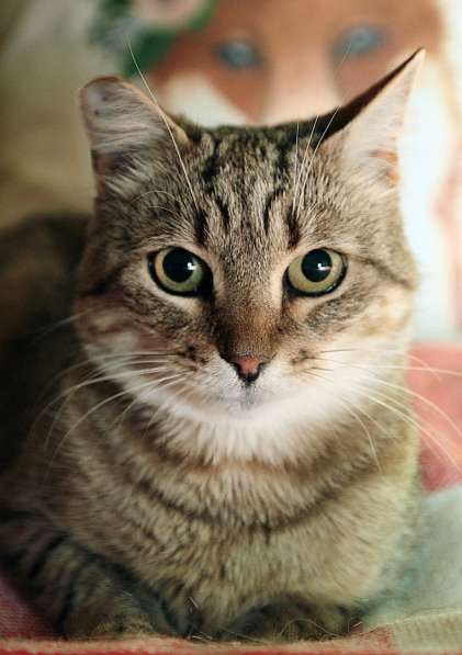 Ласковый мурлыка в Санкт-Петербурге фото 12