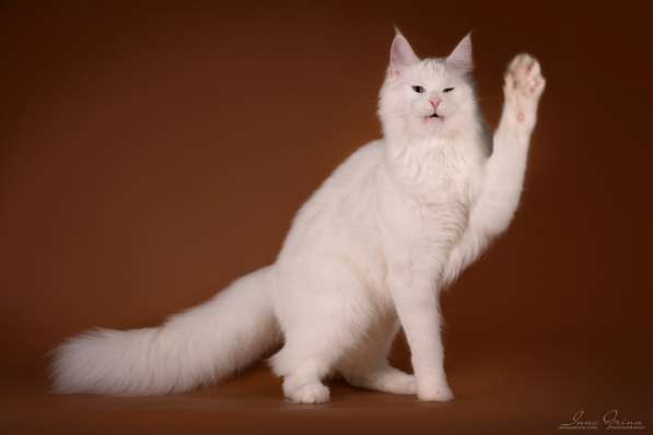 Maine Coon белая кошечка свободна в фото 15