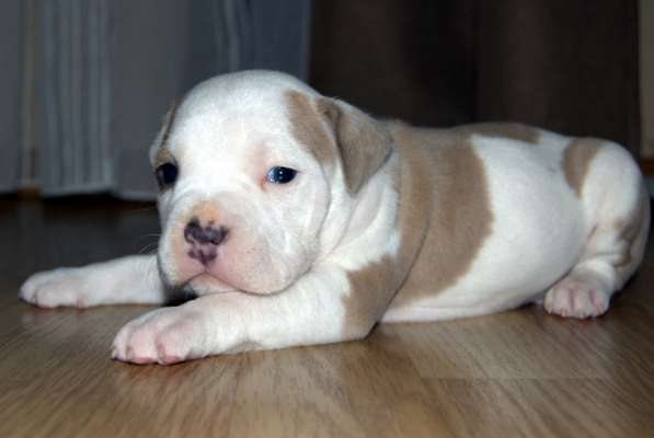 Для ценителей Амстаффтерьера РКФ в Пензе фото 22