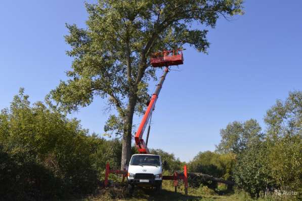 Спилить, удалить дерево в Раменске, Раменском районе в Раменское фото 4