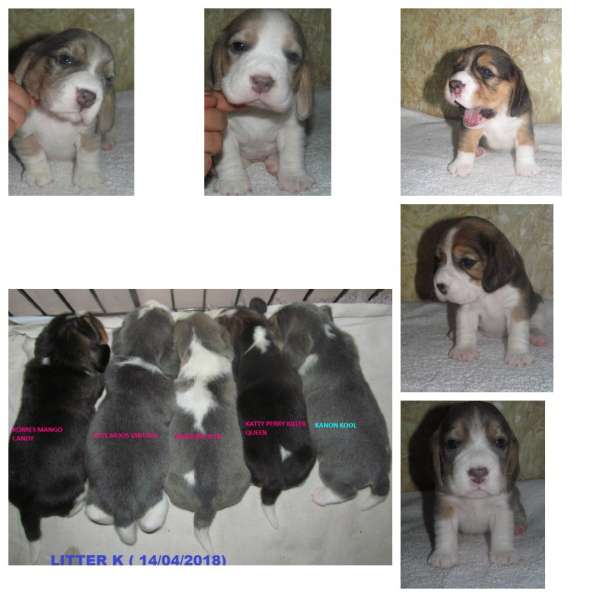 Щенки бигля. Питомник биглей БЕВАН-ДО (РКФ) в Москве фото 11