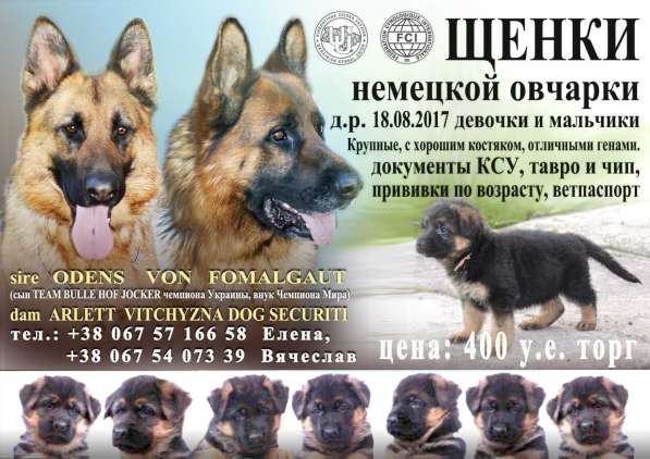 ЩЕНКИ НЕМЕЦКОЙ ОВЧАРКИ c документами КСУ