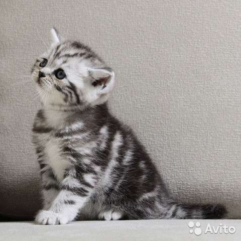 Котята-вислоухие и прямоухие в Костроме фото 23