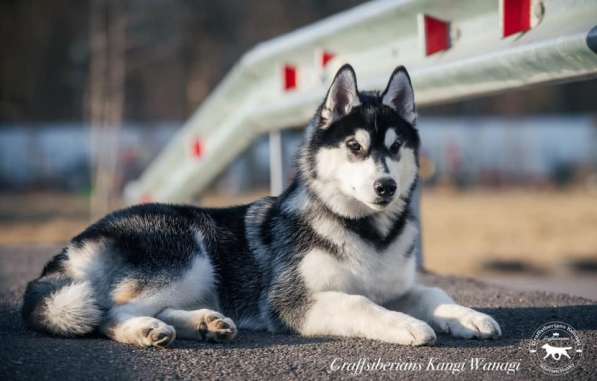 Siberian Husky from Multichampion Parents в Санкт-Петербурге фото 5