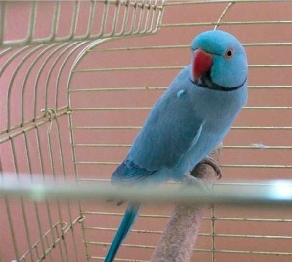 Синий ожереловый попугай(самец)