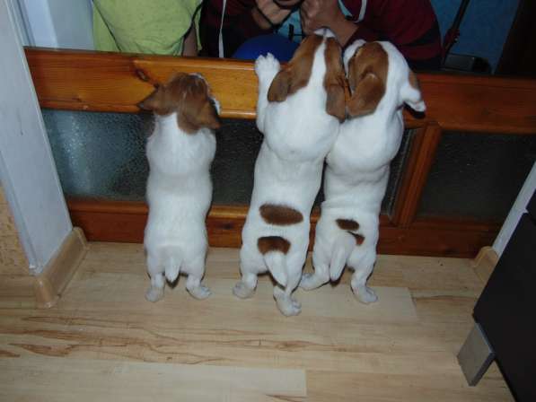 Щенки в Симферополе