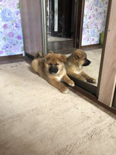 Продаю щенков немецкой овчарки зонарного окраса в Самаре фото 7