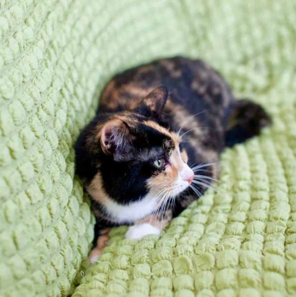 Кошечка Пеппер чувствительная скромница в дар в Москве фото 6