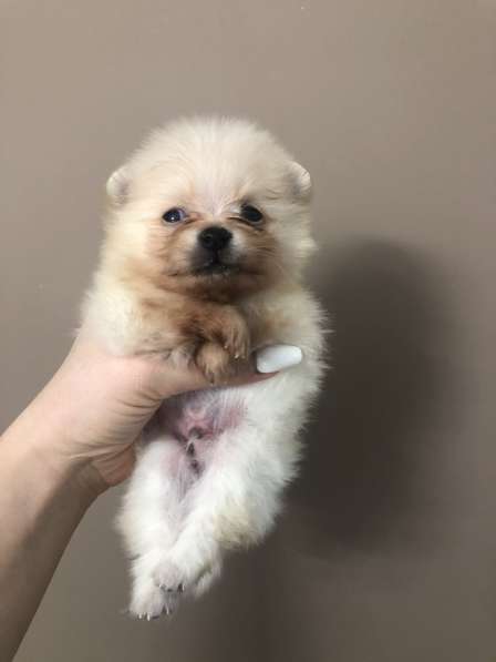 Щенки шпица в фото 10