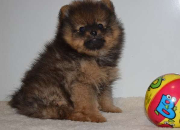 Красавчик в Москве фото 19