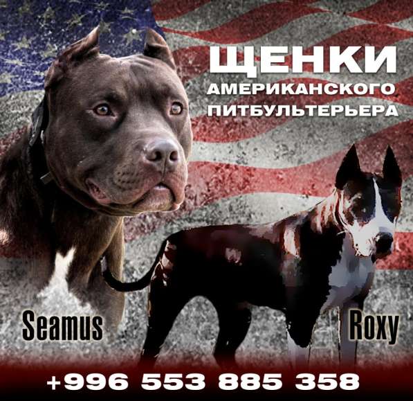 Щенки американского питбультера в фото 4