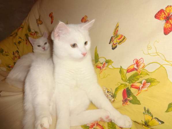 Необычный белый котик от као мани и рагамаффина в фото 4
