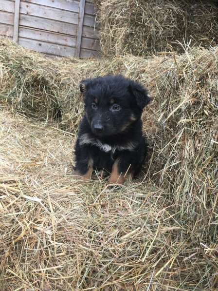 Собака щенок в Санкт-Петербурге фото 3