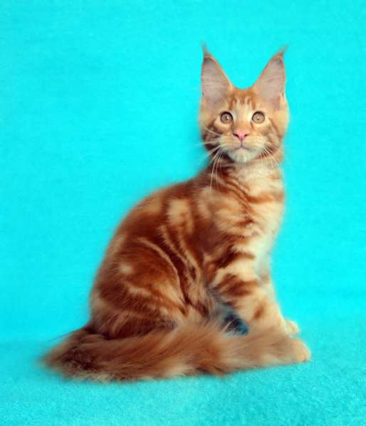 Апельсинки к Новому Году в Рязани фото 20